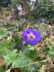 Geranium