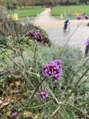 Verbena bonariensis