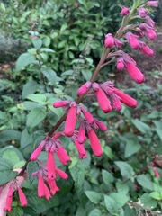 Magnoliopsida