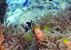 Amphiprion tricinctus