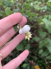 Magnoliopsida