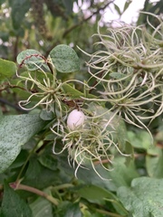 Magnoliopsida