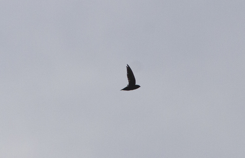 Silver-rumped Spinetail (Rhaphidura leucopygialis), photo 5