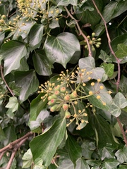 Hedera
