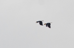 Rhyticeros undulatus