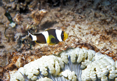 Amphiprion tricinctus