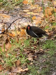 Gallinula chloropus