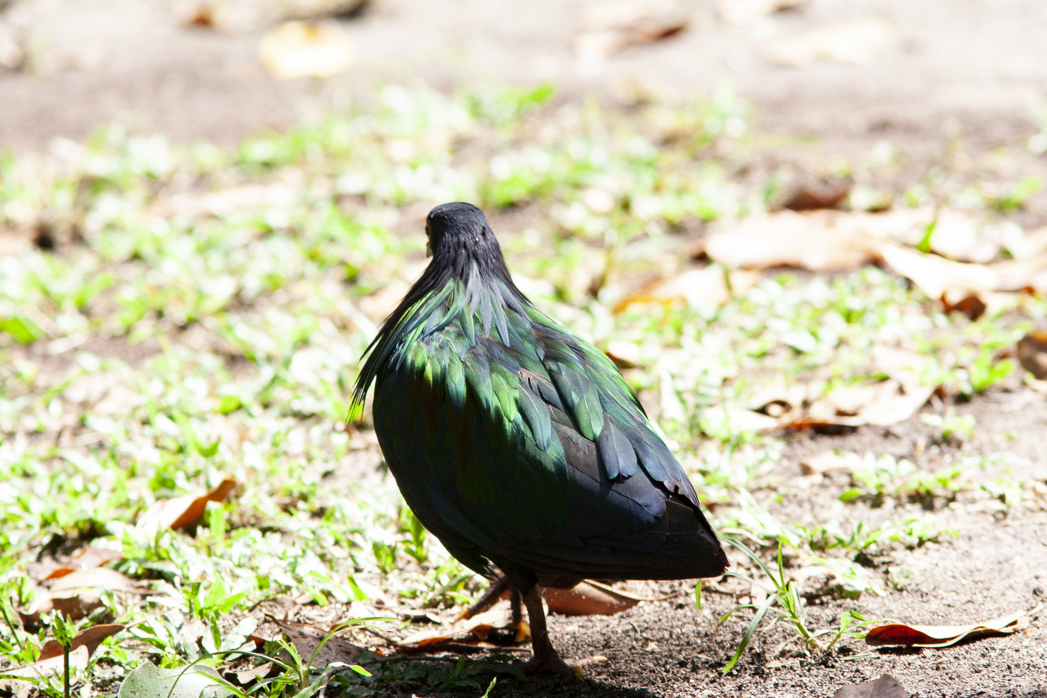 Nicobar Pigeon