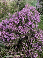 Ericeae