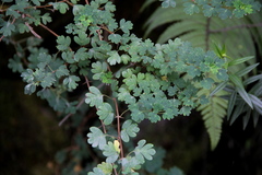 Rhynchotheca spinosa