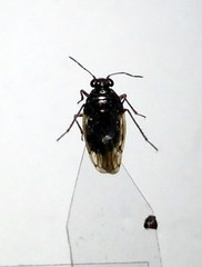 Saldula opacula