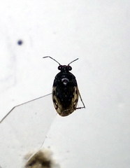 Saldula opacula