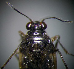 Saldula opacula
