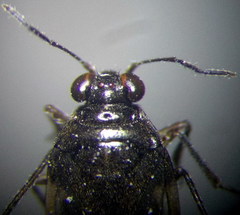 Saldula opacula