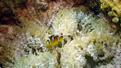 Amphiprion tricinctus