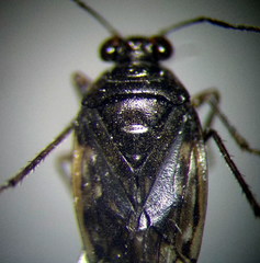 Saldula opacula