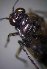 Saldula opacula
