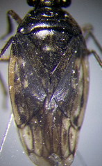 Saldula opacula