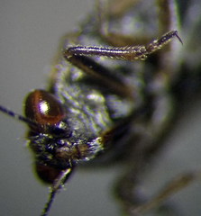 Saldula opacula