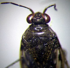 Saldula opacula