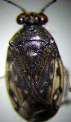 Saldula opacula