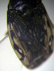 Saldula opacula