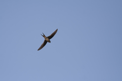 Hemiprocne longipennis