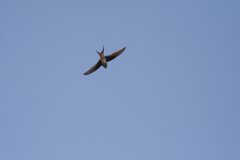 Hemiprocne longipennis