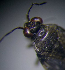 Saldula opacula