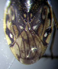Saldula opacula