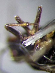 Saldula opacula
