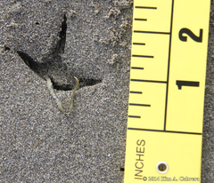 Pluvialis squatarola