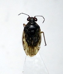 Saldula opacula