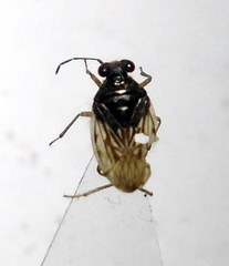 Saldula opacula