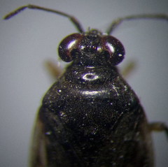 Saldula opacula