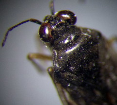 Saldula opacula
