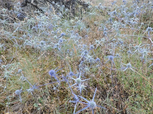 kotúč (Eryngium)