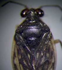 Saldula opacula