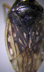 Saldula opacula