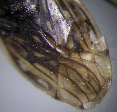 Saldula opacula