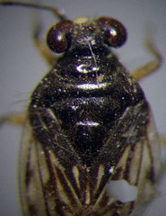 Saldula opacula