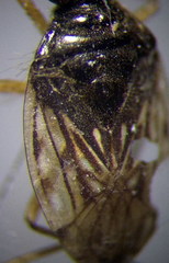 Saldula opacula