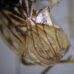 Saldula opacula