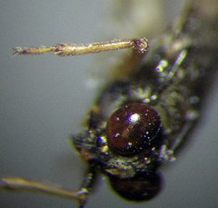 Saldula opacula