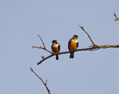 Microhierax fringillarius