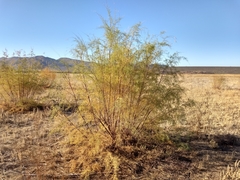 Tamarix ramosissima
