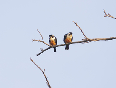 Microhierax fringillarius