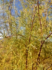 Tamarix ramosissima