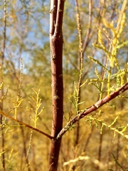Tamarix ramosissima