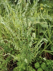 Artemisia umbrosa